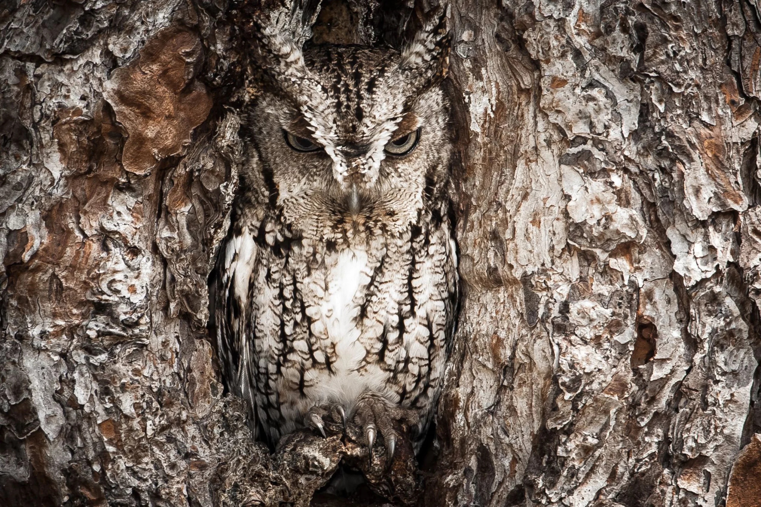 These Animals Have Mastered The Art Of Nature’s Camouflage