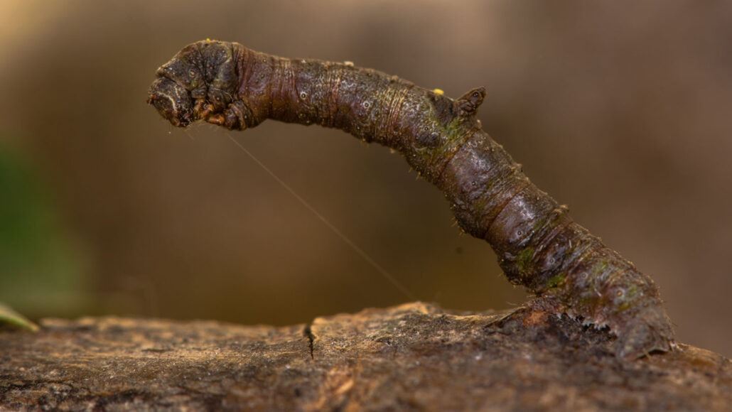 These Animals Have Mastered The Art Of Nature’s Camouflage