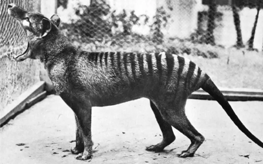 Facts About the Tasmanian Tiger & The News That’s Changing Everything