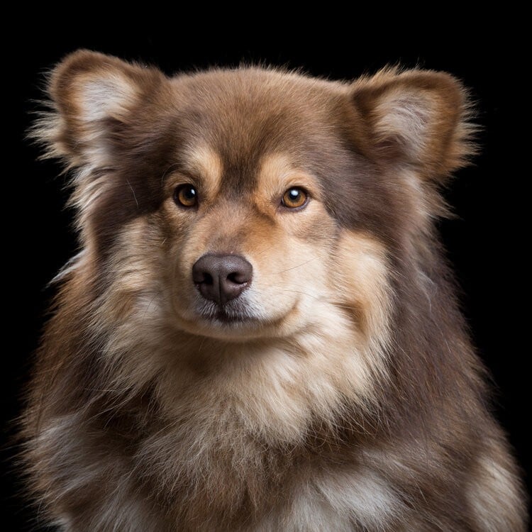 Heartwarming Photographs Show Man’s Best Friend Up Close and Personal