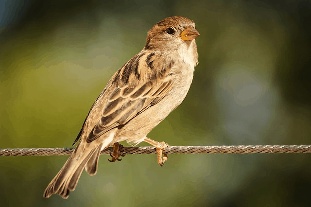 Over 3 Billion Birds Have Disappeared Since The 1970s