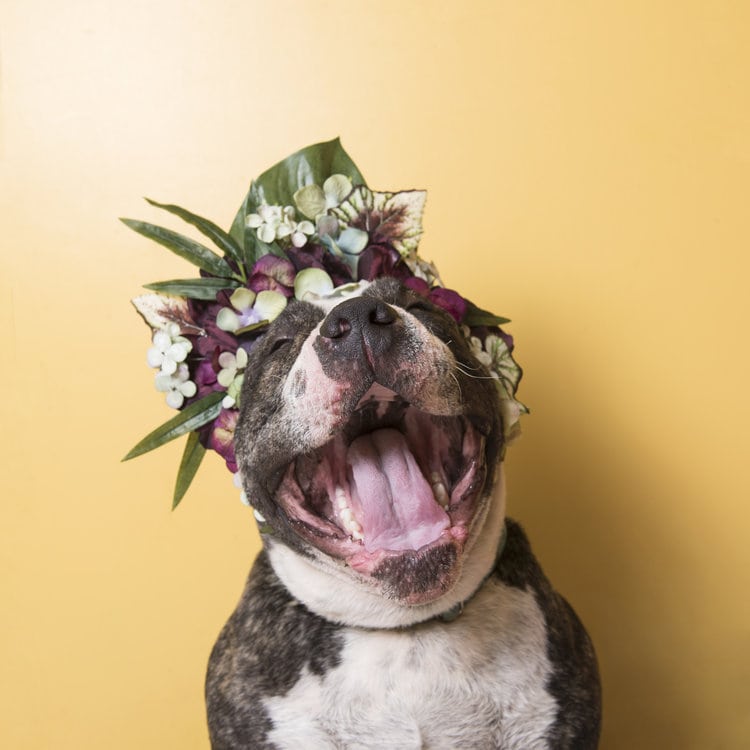 Heartwarming Photographs Show Man’s Best Friend Up Close and Personal