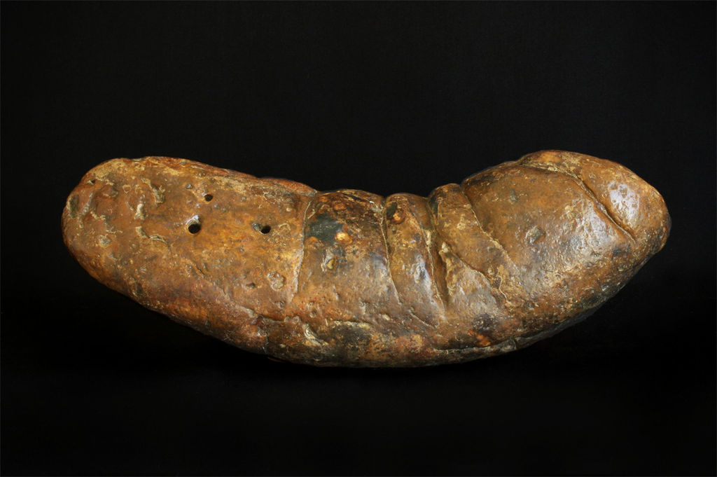 40 Fossil Finds Unearthed