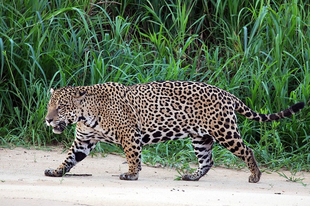 40 of the Most Impressive Predatory Cats in Nature