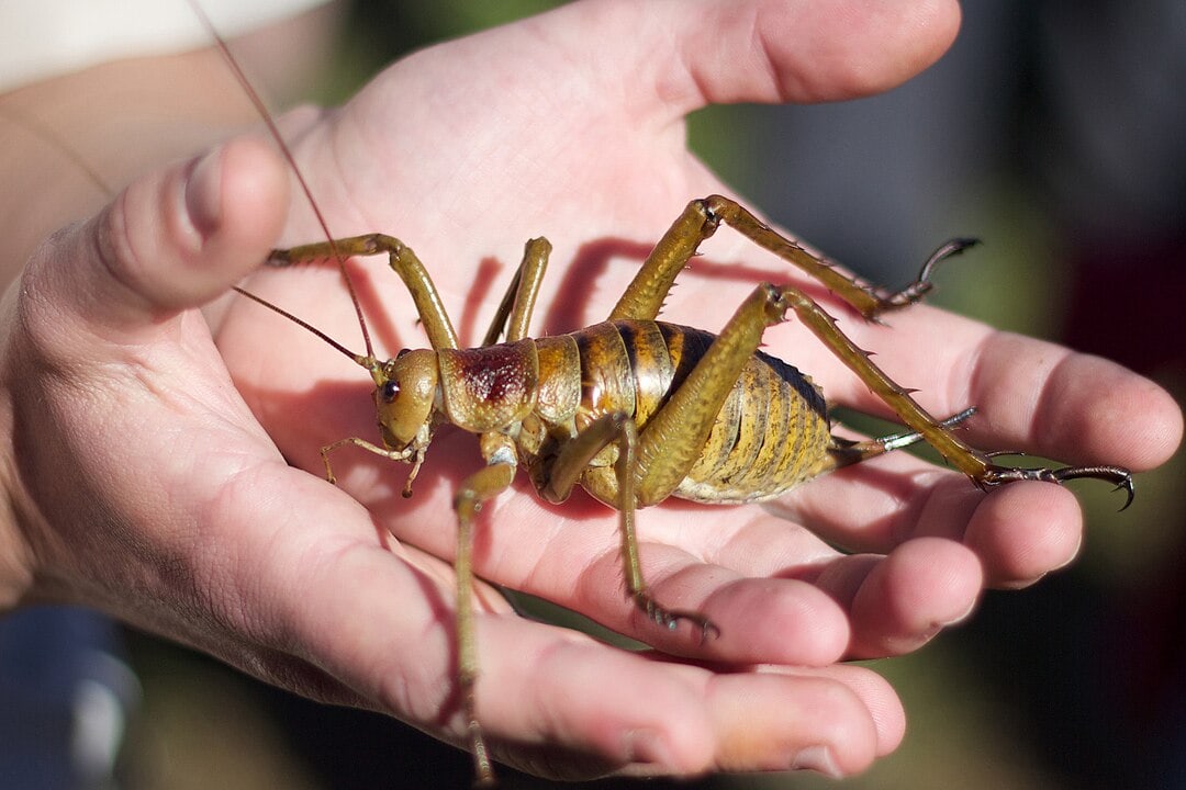 The World’s Creepiest Insects That Will Make Anybody’s Skin Crawl