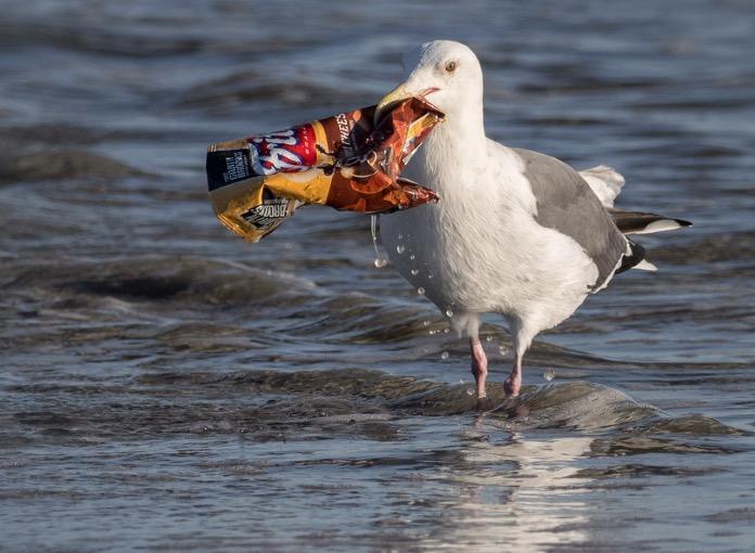 These Cities Have Banned Plastic (Or Charge For It)