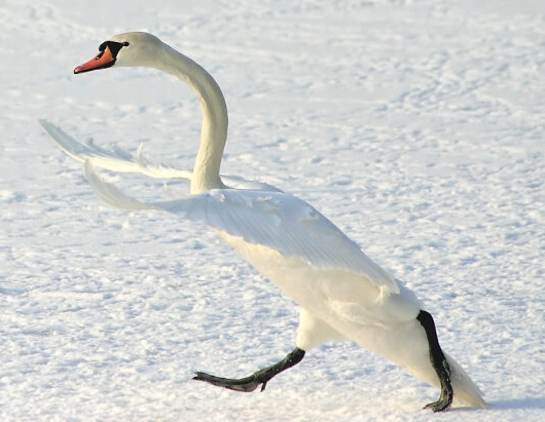 Here Are the Finalists for the Most Comedic Wildlife Photos of the Year