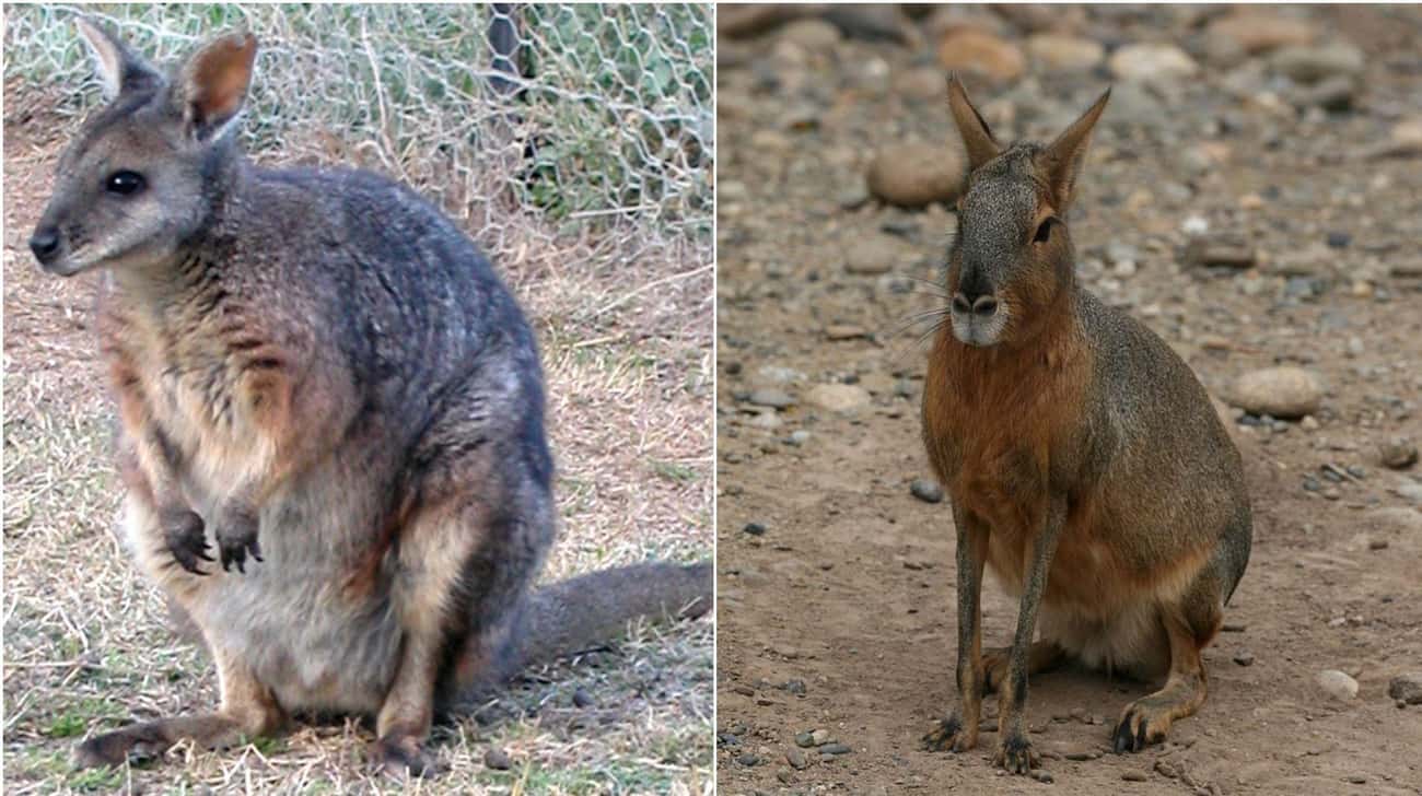 These Animal Species Don’t Live Near Each Other But Are Eerily Similar