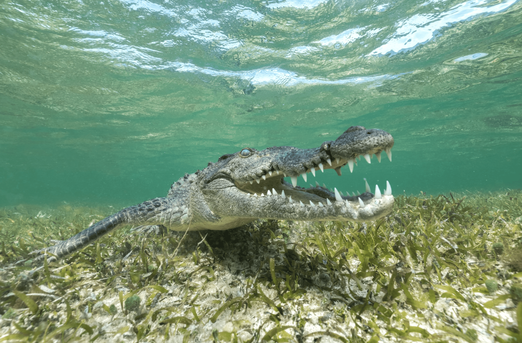 Wildlife Photographers Who Risked Their Lives For The Perfect Shot