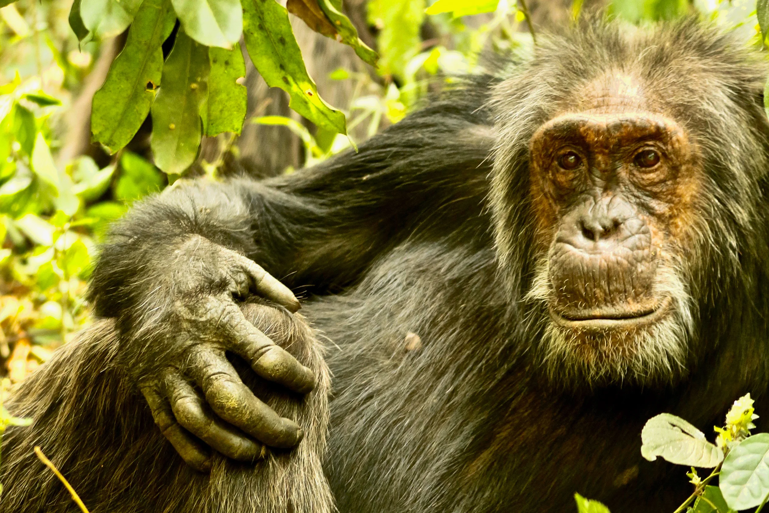 Brutal Facts About Chimpanzees