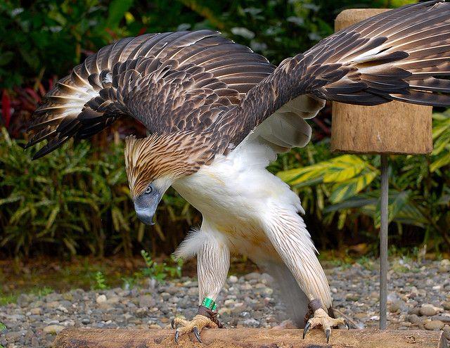 The Most Extreme Birds On The Planet