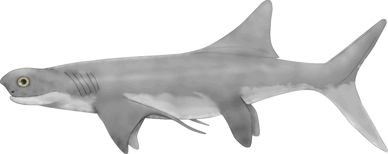 A List of Ancient Sharks from Small to Scary