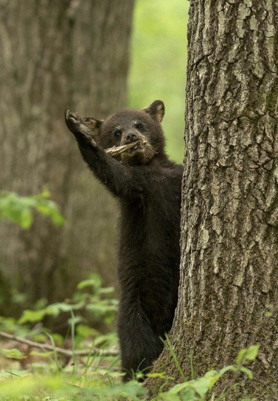 Here Are the Finalists for the Most Comedic Wildlife Photos of the Year