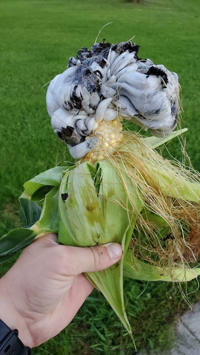 These People Found Mushrooms So Incredible, They Had to Take It to the Internet