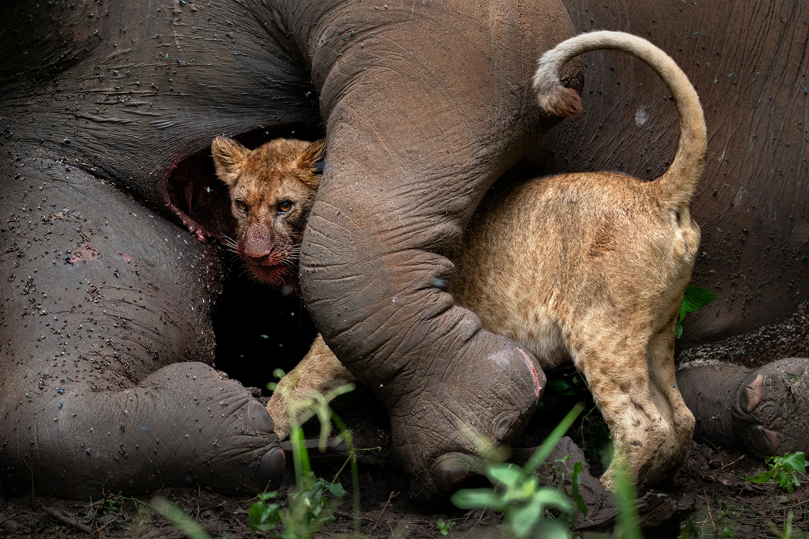 Wildlife Photographers Who Risked Their Lives For The Perfect Shot