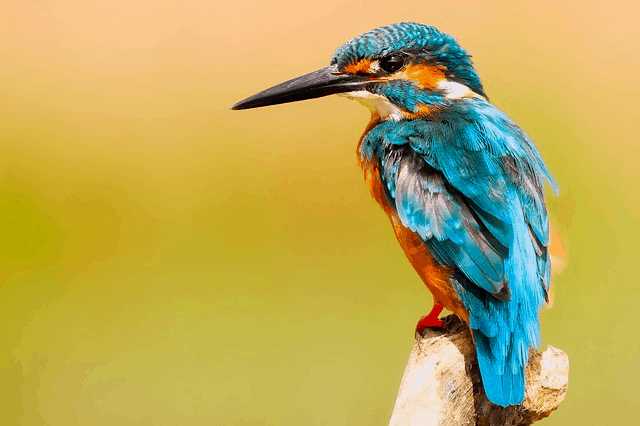 Over 3 Billion Birds Have Disappeared Since The 1970s