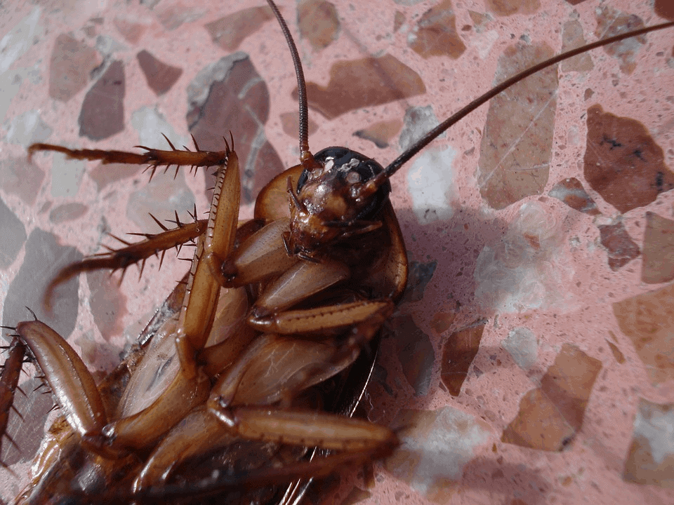 Cockroaches Are Now Immune to Insecticides, Making Them A Superbug