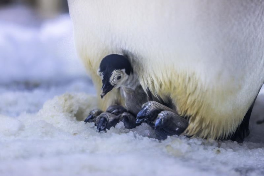 The Most Extreme Animal Babies In Nature