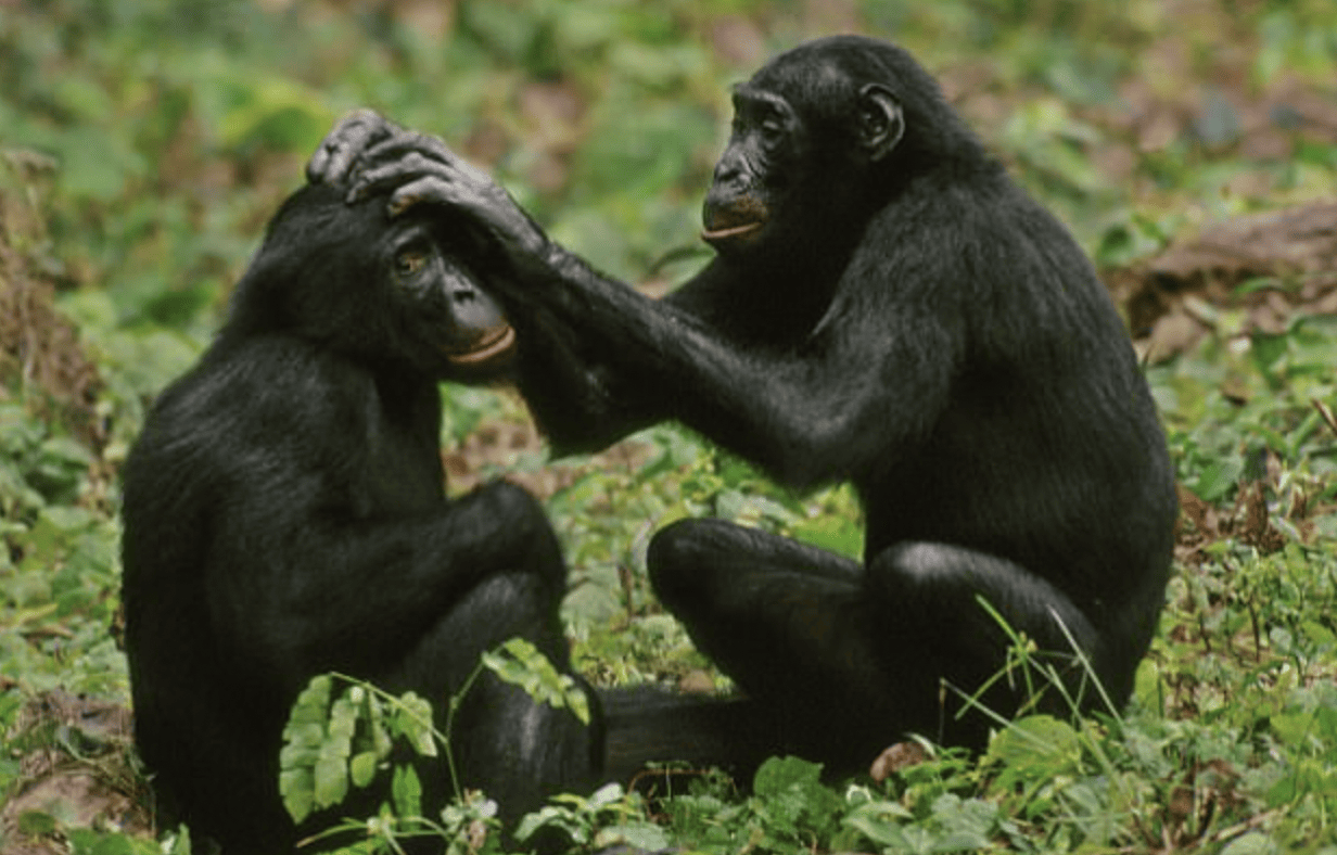 Brutal Facts About Chimpanzees