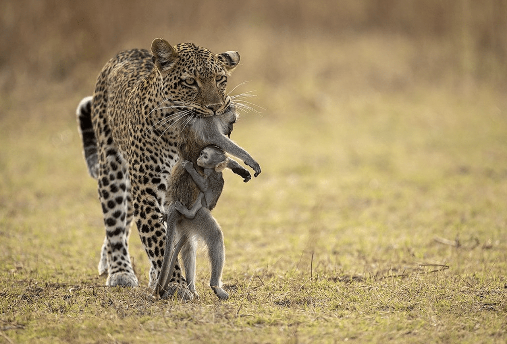 Rare Wildlife Photographs of Threatened Species