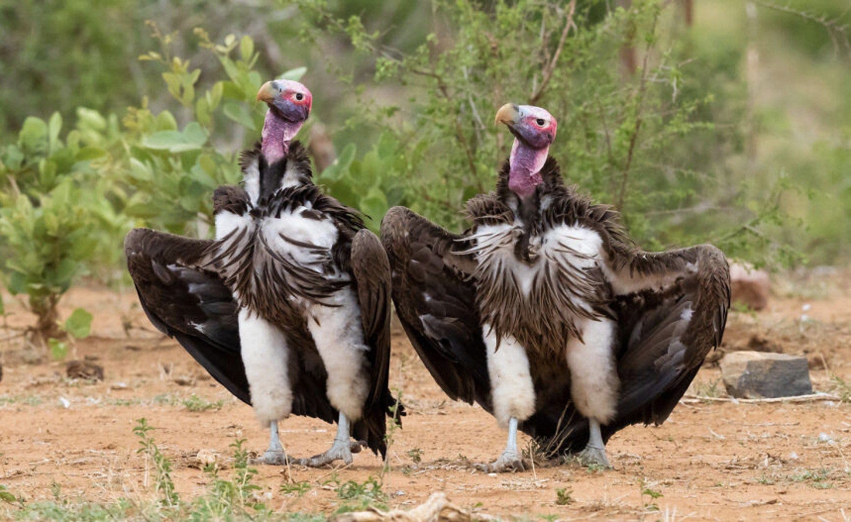 Here Are the Finalists for the Most Comedic Wildlife Photos of the Year