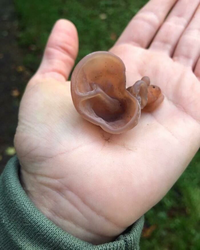 These People Found Mushrooms So Incredible, They Had to Take It to the Internet