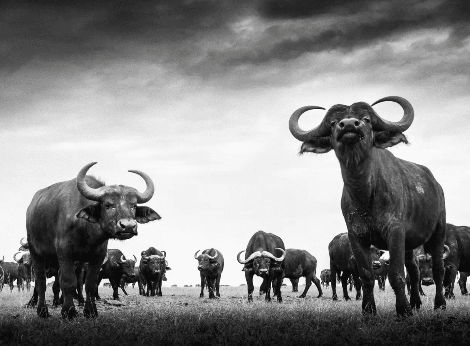 Wildlife Photographers Who Risked Their Lives For The Perfect Shot