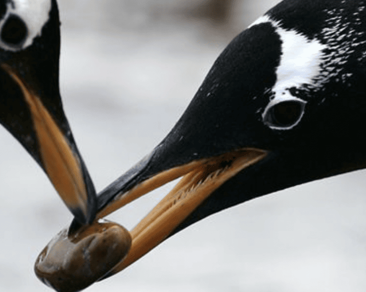 The Most Unusual Animal Courtship Rituals