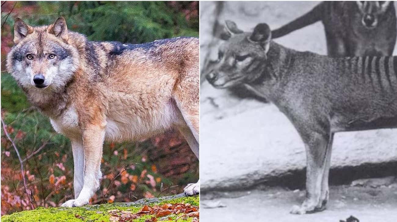 These Animal Species Don’t Live Near Each Other But Are Eerily Similar