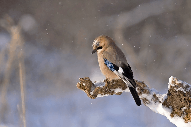 Over 3 Billion Birds Have Disappeared Since The 1970s