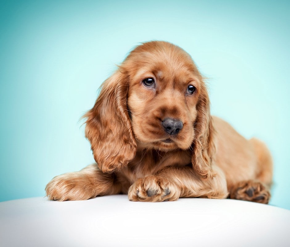 Heartwarming Photographs Show Man’s Best Friend Up Close and Personal