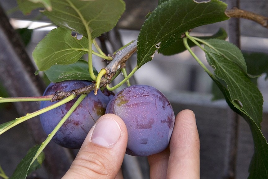 Humans Interfered With Nature And Now This Is What Fruits & Vegetables Look Like