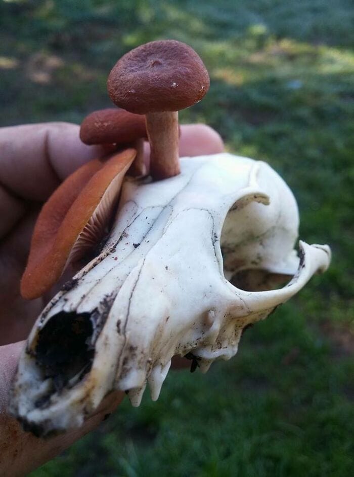 These People Found Mushrooms So Incredible, They Had to Take It to the Internet