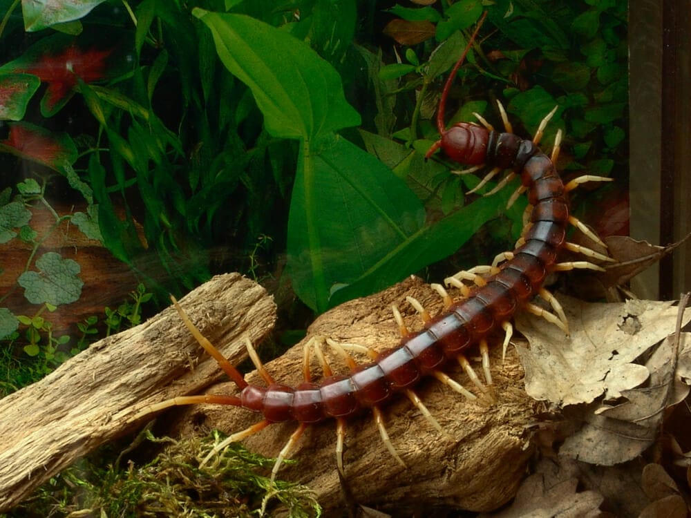 Amazing Creatures Found in the World’s Largest Rainforest