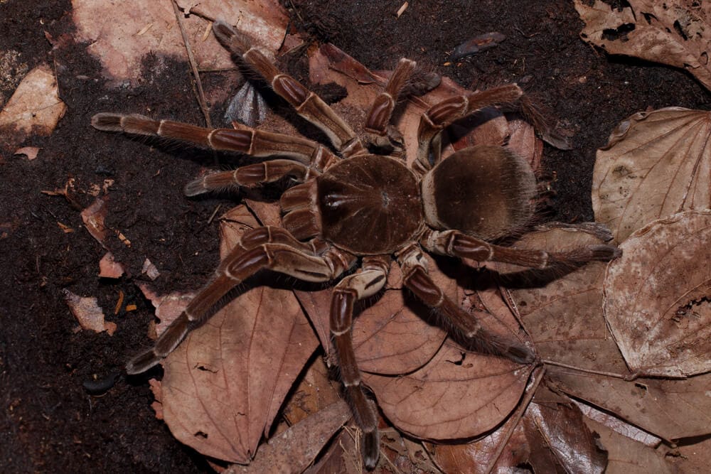 Amazing Creatures Found in the World’s Largest Rainforest