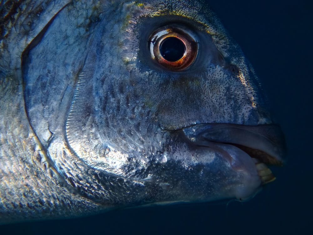 Amazing Creatures Found in the World’s Largest Rainforest