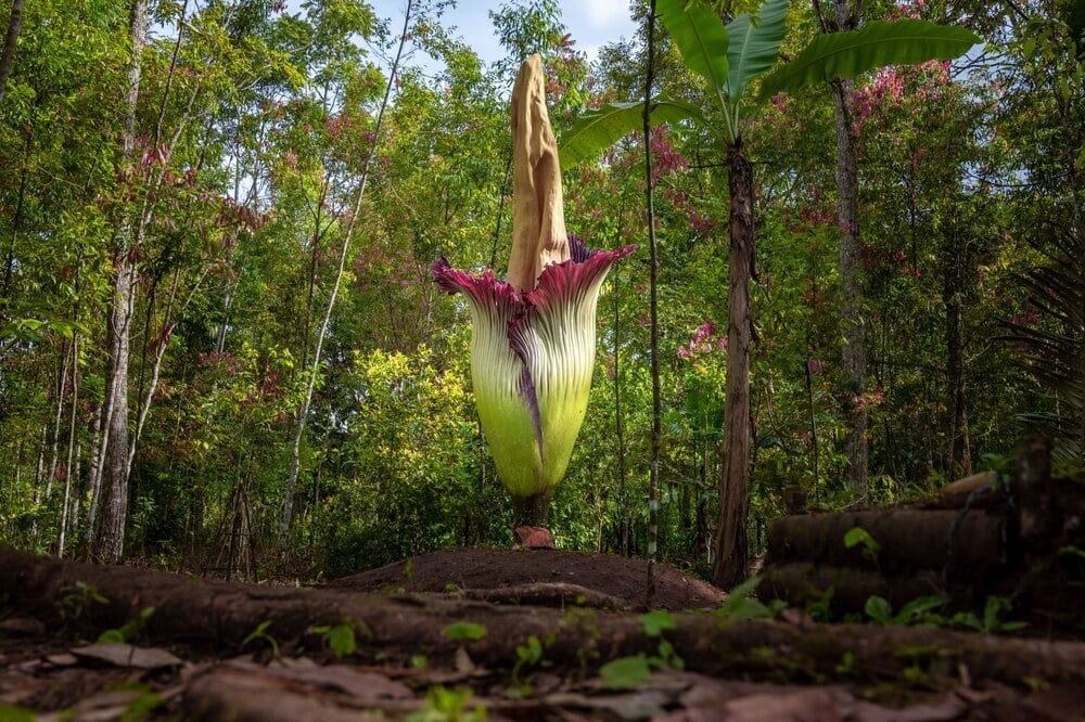 Amazing Creatures Found in the World’s Largest Rainforest