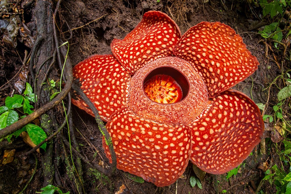 Amazing Creatures Found in the World’s Largest Rainforest