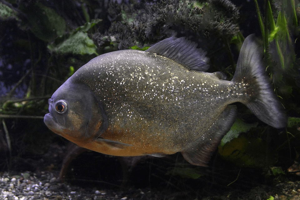 Amazing Creatures Found in the World’s Largest Rainforest