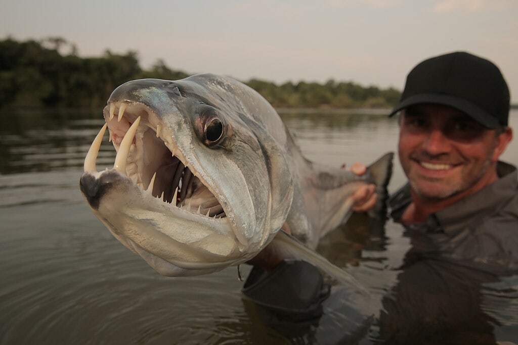 Amazing Creatures Found in the World’s Largest Rainforest