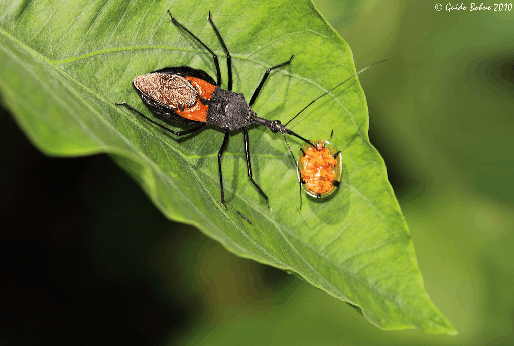 Amazing Creatures Found in the World’s Largest Rainforest