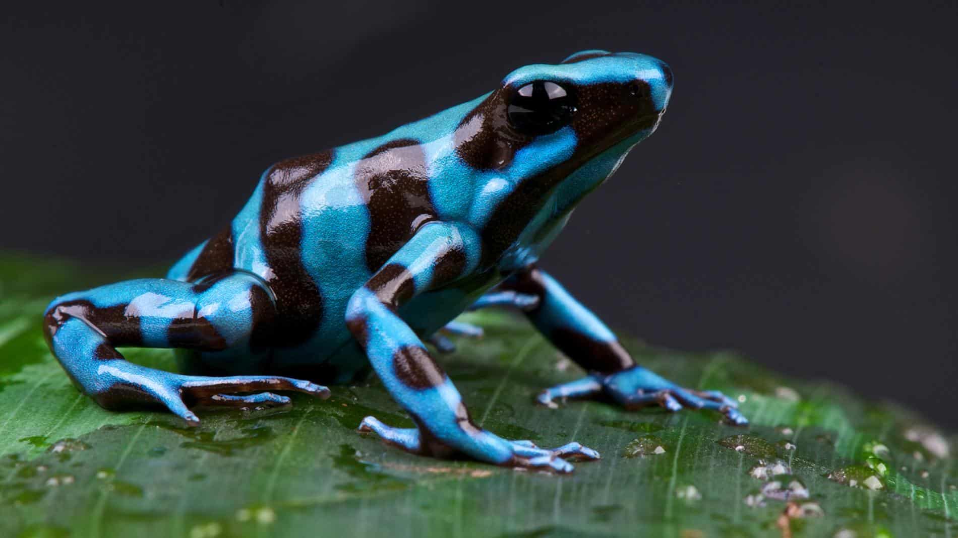 Amazing Creatures Found in the World’s Largest Rainforest