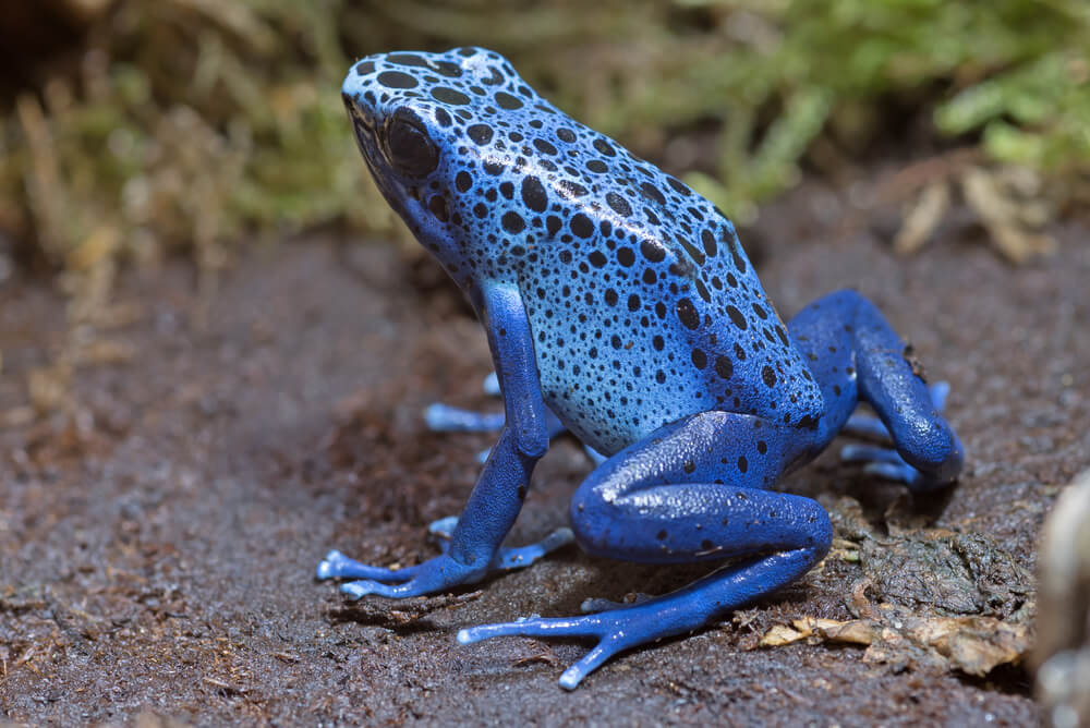 Amazing Creatures Found in the World’s Largest Rainforest