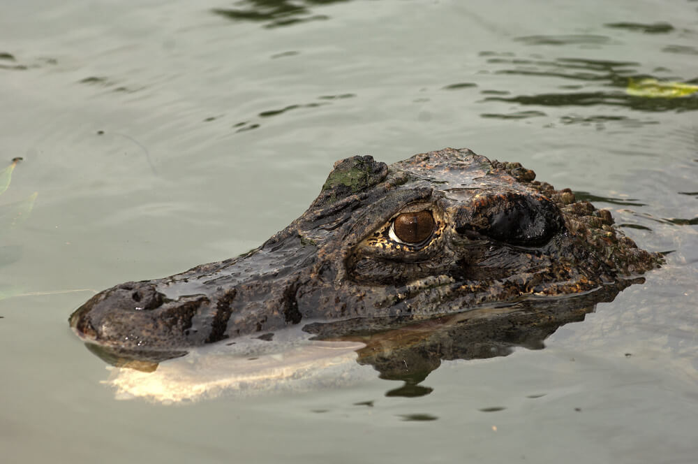 Amazing Creatures Found in the World’s Largest Rainforest