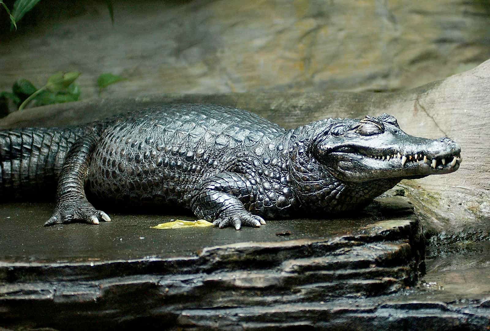 Amazing Creatures Found in the World’s Largest Rainforest