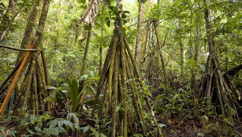 Amazing Creatures Found in the World’s Largest Rainforest