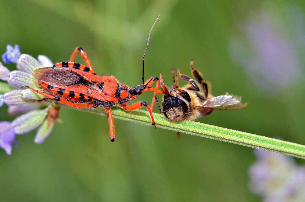 Amazing Creatures Found in the World’s Largest Rainforest