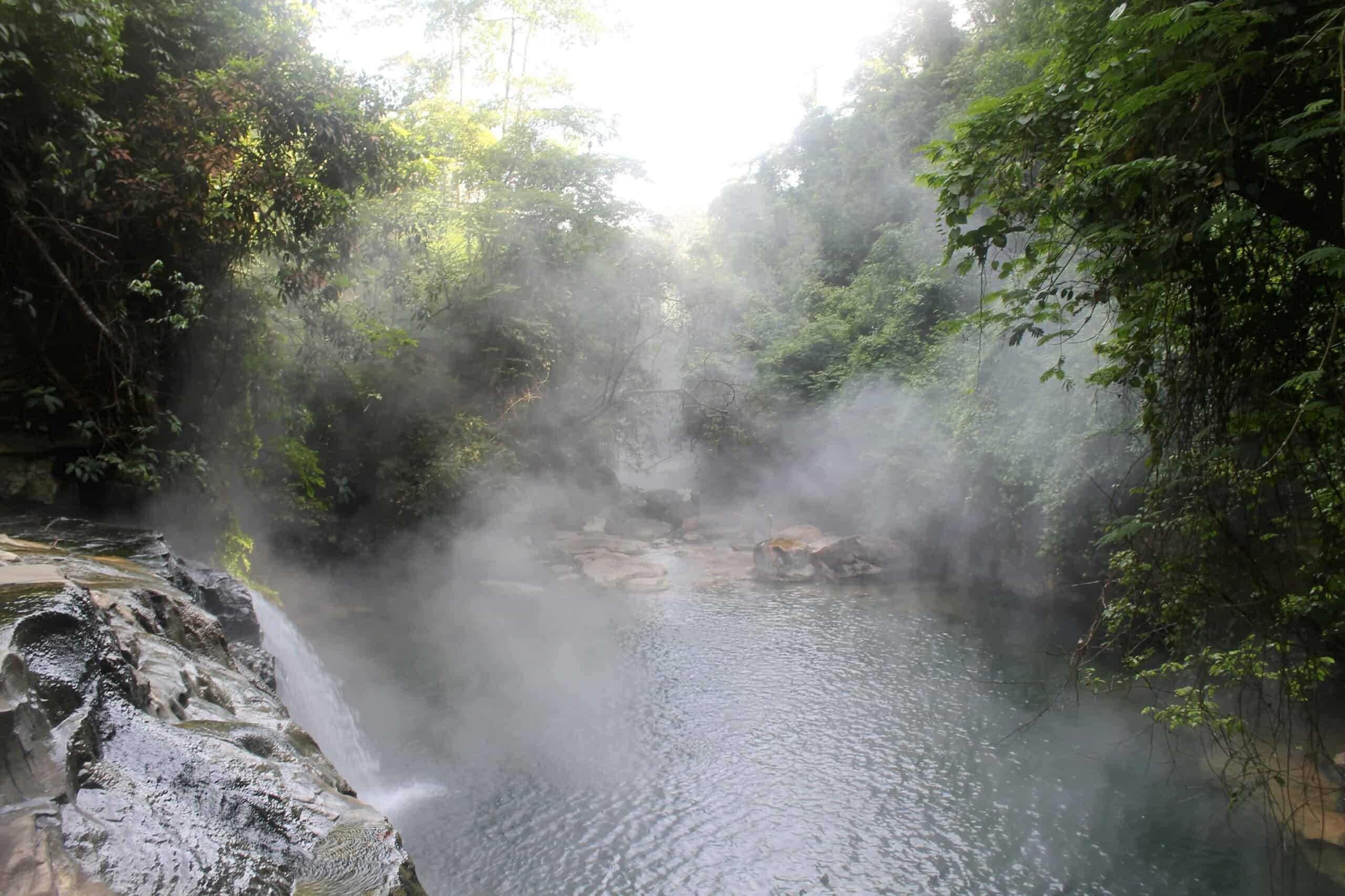 Amazing Creatures Found in the World’s Largest Rainforest