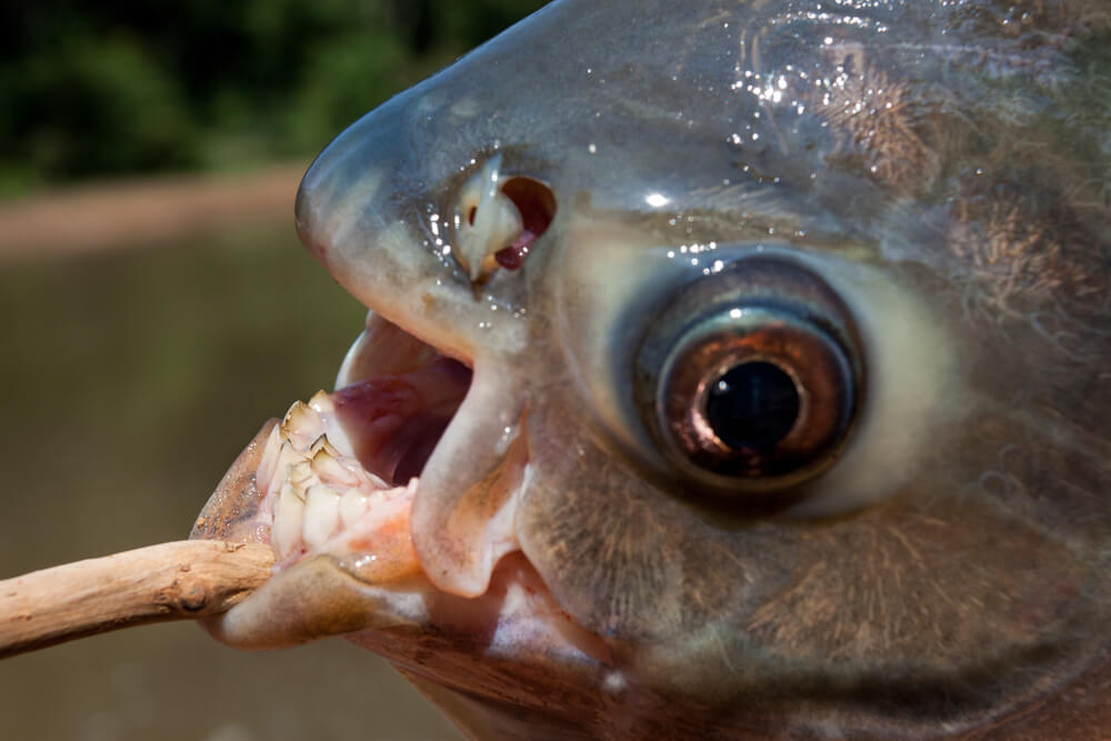 Amazing Creatures Found in the World’s Largest Rainforest