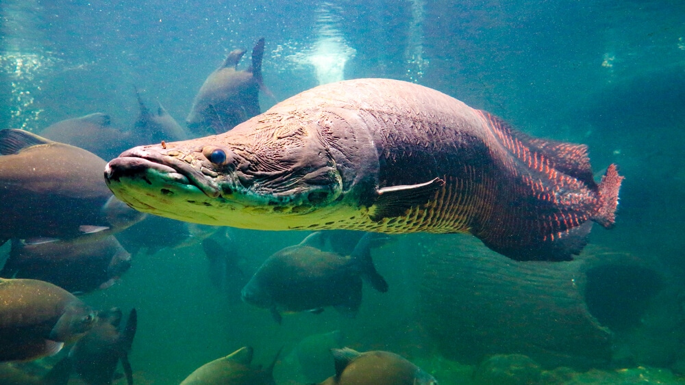 Amazing Creatures Found in the World’s Largest Rainforest